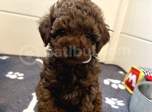 Deni̇zli̇ni̇n En Gözde Poodle Bebekleri̇ İçi̇n Arayiniz görsel