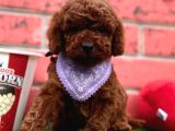 TOY POODLE YAVRULARIMIZ YUVASINI ARIYOR