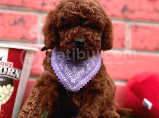 Toy Poodle Yavrularimiz Yuvasini Ariyor