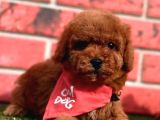 Toy Poodle Yavrularimiz Yuvasini Ariyor
