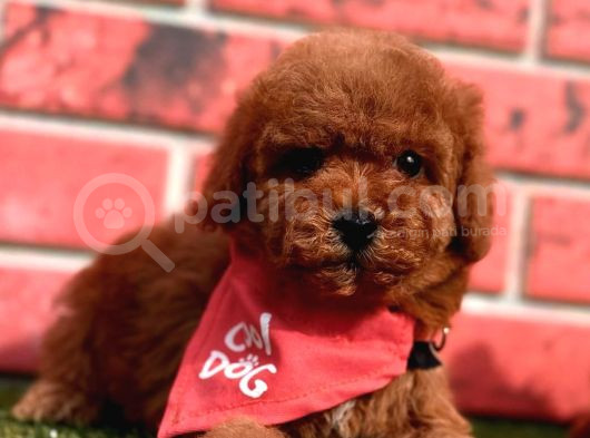 Toy Poodle Yavrularimiz Yuvasini Ariyor görsel
