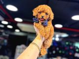 YÜKSEK KALİTE TOY POODLE YAVRULARIMIZ
