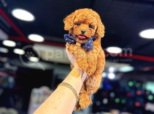 Yüksek Kali̇te Toy Poodle Yavrularimiz