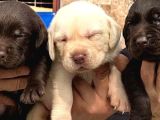 Labrador Ariyorsaniz Bu Yavrular Si̇ze Göre