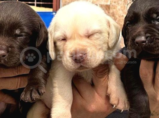 Labrador Ariyorsaniz Bu Yavrular Si̇ze Göre görsel