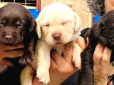 Labrador Ariyorsaniz Bu Yavrular Si̇ze Göre