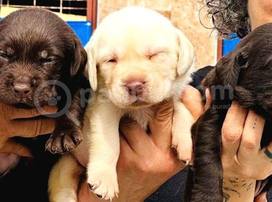 Labrador Ariyorsaniz Bu Yavrular Si̇ze Göre görsel