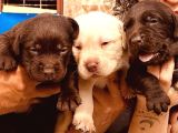 Labrador Ariyorsaniz Bu Yavrular Si̇ze Göre