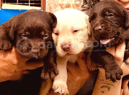 Labrador Ariyorsaniz Bu Yavrular Si̇ze Göre görsel