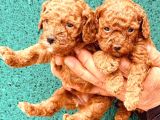 Toy poodle bebeklerimiz büyüdü