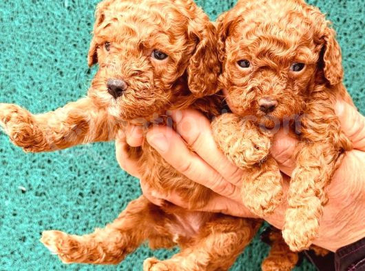 Toy Poodle Bebeklerimiz Büyüdü