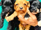 en sevimli MALTİPOO bebekler doğdu