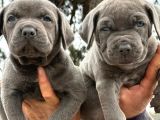 Güç ve Sadakatin Kusursuz Buluşması CANE CORSO