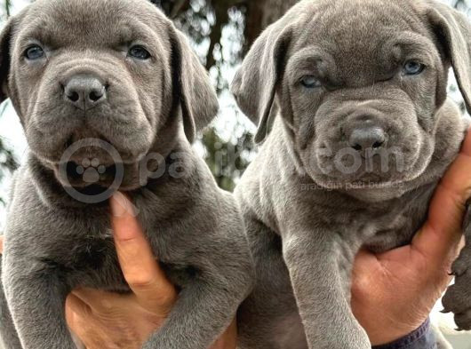 Güç Ve Sadakatin Kusursuz Buluşması Cane Corso