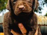 LABRADOR ARIYORSANIZ BU YAVRULAR SİZE GÖRE