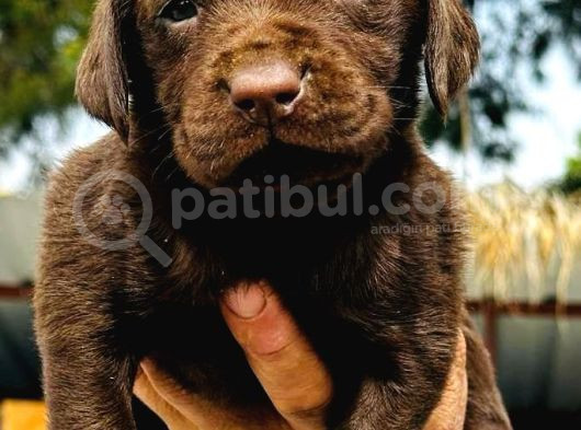 Labrador Ariyorsaniz Bu Yavrular Si̇ze Göre