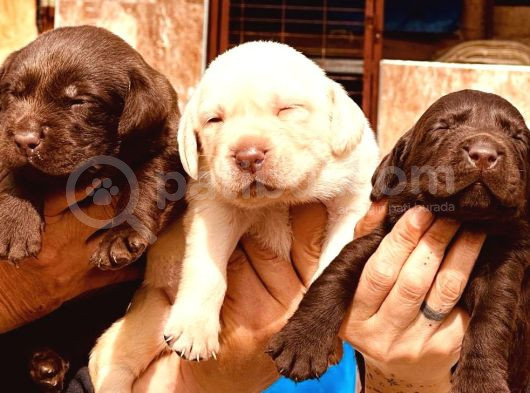 Labrador Ariyorsaniz Bu Yavrular Si̇ze Göre görsel