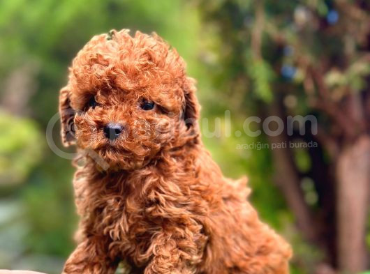 TOY POODLE ORJİNAL SAFKAN
