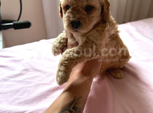 Mi̇nyatür Boy Malti̇poo Yavrumuz görsel