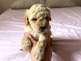 MİNYATÜR BOY MALTİPOO YAVRUMUZ