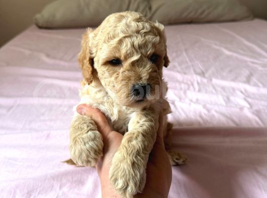 Mi̇nyatür Boy Malti̇poo Yavrumuz