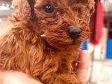Toy Poodle Bebeklerimiz Büyüdü