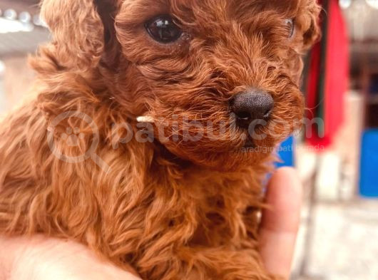 Toy Poodle Bebeklerimiz Büyüdü görsel
