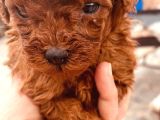 Toy Poodle Bebeklerimiz Büyüdü
