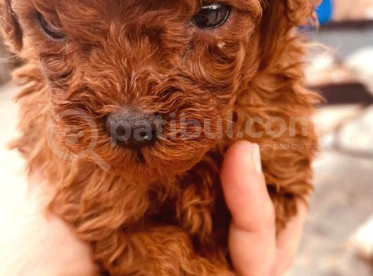 Toy Poodle Bebeklerimiz Büyüdü görsel