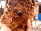 Toy Poodle Bebeklerimiz Büyüdü