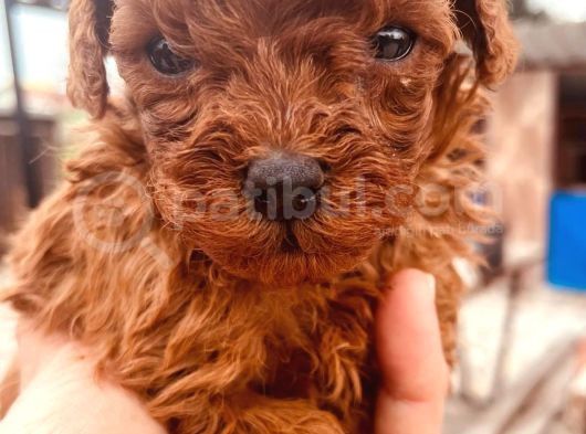 Toy Poodle Bebeklerimiz Büyüdü görsel