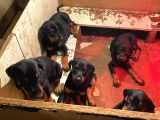 Kaliteli Doberman Bebekler Rezerveye Açıldı