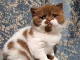 Safkan Kahverengi Ci̇nnamon Bri̇ti̇sh Yavrularimiz