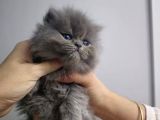 A Kalite British longhair ayı surat