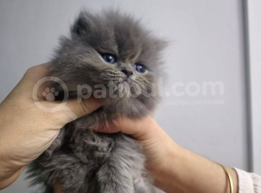 A Kalite British Longhair Ayı Surat