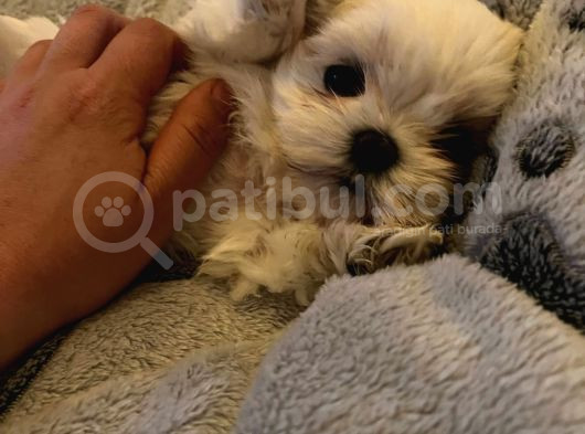 Orjinal Kore Kan Maltese görsel