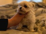 Orjinal Kore Kan Maltese