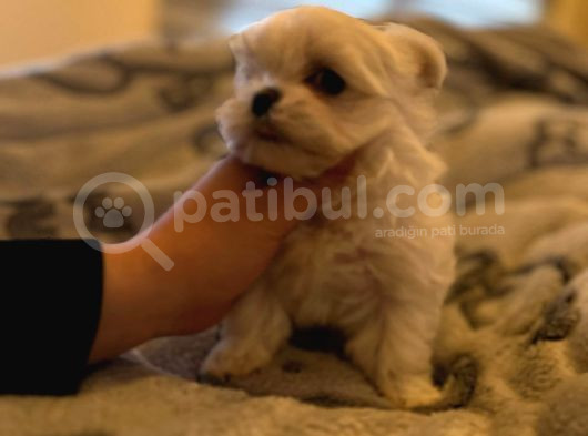 Orjinal Kore Kan Maltese görsel