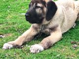 Kaliteli Kangal Yavrular