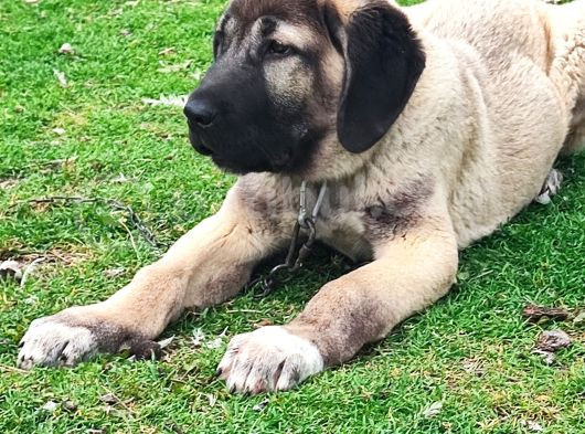 Kaliteli Kangal Yavrular görsel