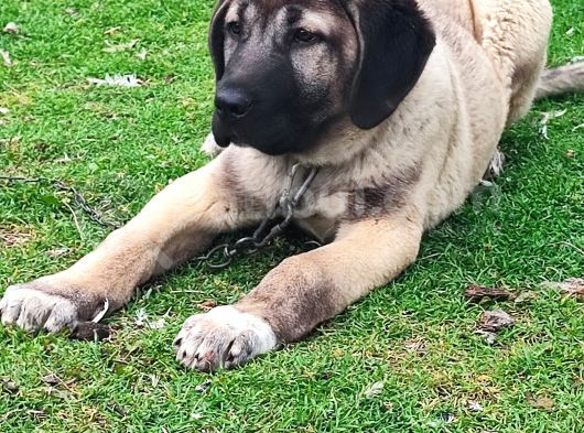 Kaliteli Kangal Yavrular