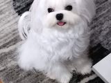Orjinal Kore Kan Maltese