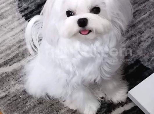 Orjinal Kore Kan Maltese görsel