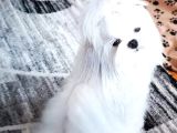 Orjinal Kore kan maltese