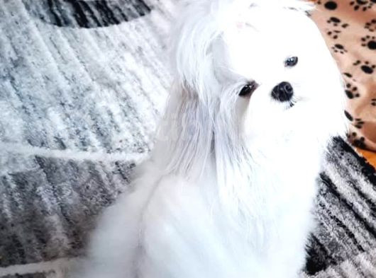 Orjinal Kore Kan Maltese