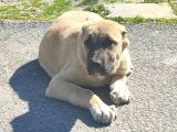 Kaliteli Kangal Yavrular