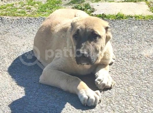 Kaliteli Kangal Yavrular görsel