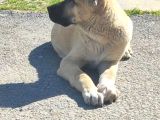 Kaliteli Kangal Yavrular