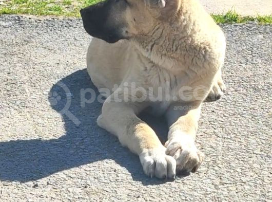 Kaliteli Kangal Yavrular görsel