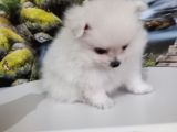 Çok Tatlı Uygun Teacup Pomeranian Yavru